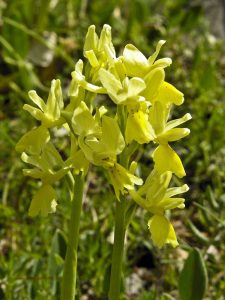 Orchidea Valle delle Orchidee