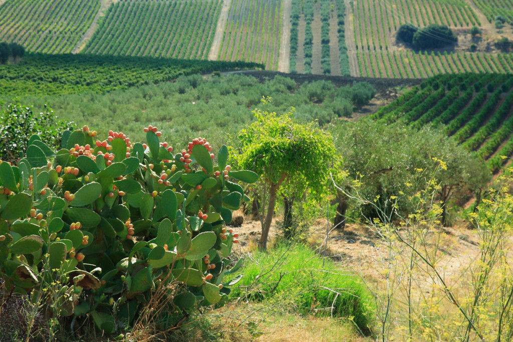 Foto Vigneti Cantine Settesoli