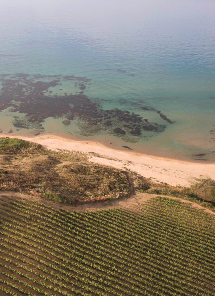 Vigne e mare - Cantine Settesoli (5)