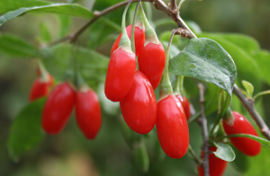 PIANTA BACCHE GOJI