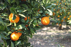 ARANCIA BIONDA GARGANO