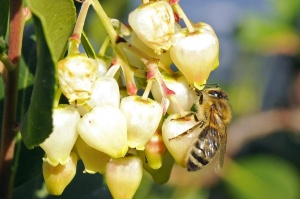 FIORI CORBEZZOLO