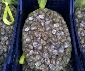 PRODUZIONE LUMACHE