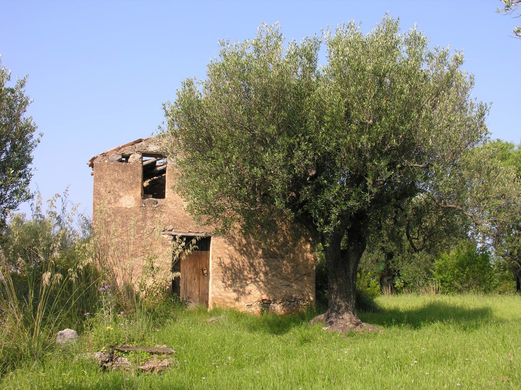 ULIVI CILENTO 03