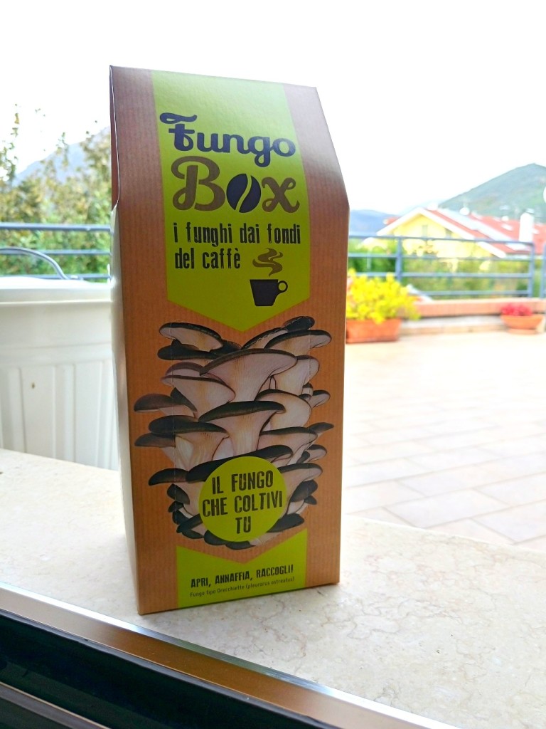fungobox-1