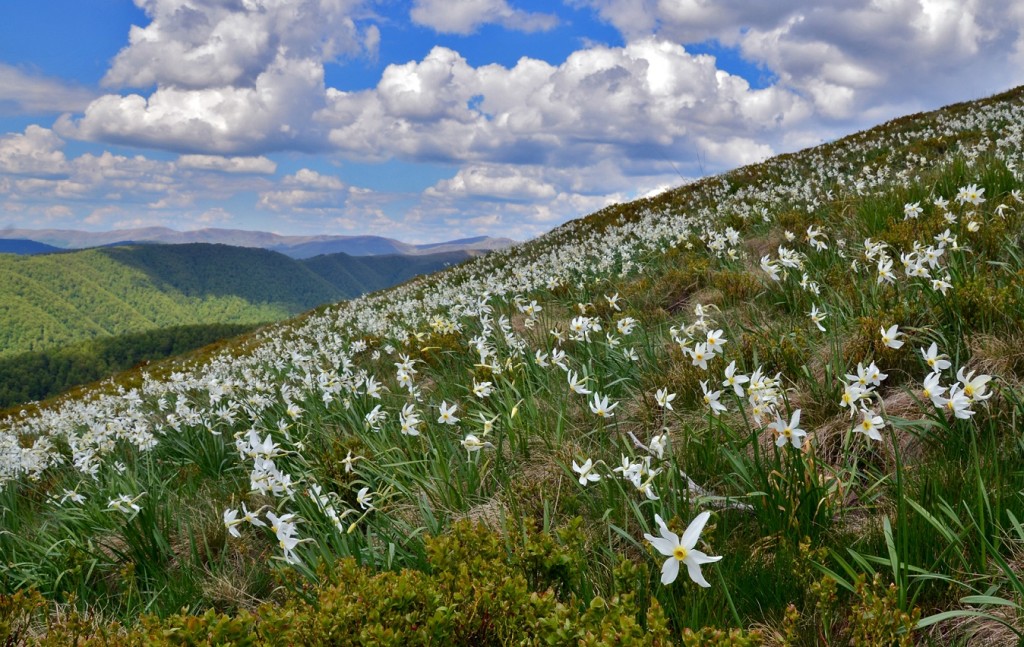 VALLE DEI NARCISI (3)
