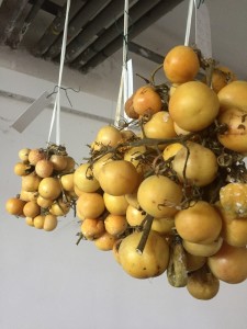 piennolo giallo