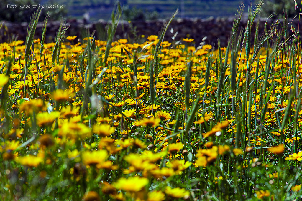 Fiori gialli a Malta